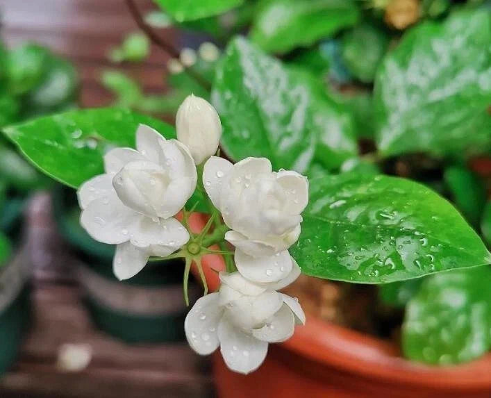 Jasmine Flower Seeds - 12 Seeds - Fragrant Aromatic Variety - Jasminum spp. for Garden, Indoor, or Patio Planting