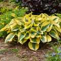 Hosta Plant Autumn Frost 5.25" Pot Proven Winners Perennial Shade
