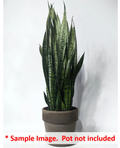 Uprooted Snake Plant Cuttings 6-12" Sansevieria Zeylanica Indoor Air-Purifying Houseplant