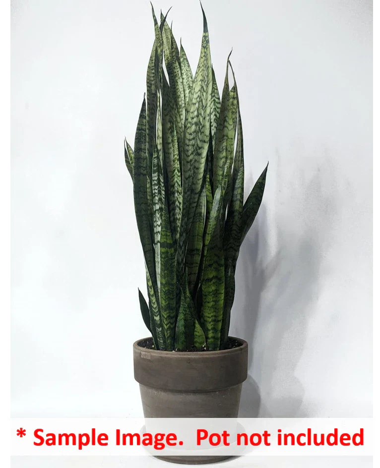 Uprooted Snake Plant Cuttings 6-12" Sansevieria Zeylanica Indoor Air-Purifying Houseplant