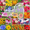 Wildflower Seed Mix - 1000 Non-GMO Native New York State Flowers for Pollinators, Perennials & Annuals Seed Packet