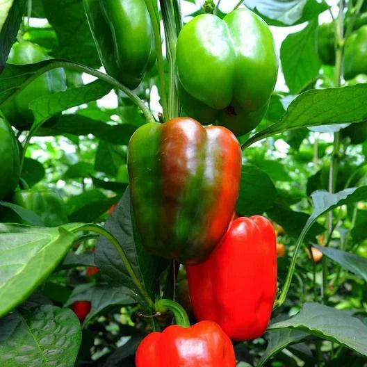 California Wonder Pepper Seeds - Non-GMO Heirloom Capsicum annuum for Garden, Container, or Salad Growing