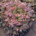 Lettuce Seeds - Red Sails Loose-Leaf Variety - Organic Lactuca sativa for Salad Greens - Home Garden Planting