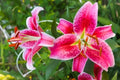 Stargazer Lily Bulbs 10 Pack - Pink and White Variegated - Lilium 'Stargazer' Flower Bulbs