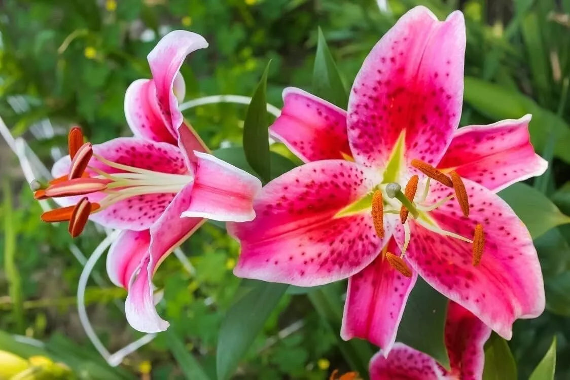 Stargazer Lily Bulbs 10 Pack - Pink and White Variegated - Lilium 'Stargazer' Flower Bulbs