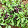 Siam Queen Thai Basil Seeds - Culinary Herb for Thai Cuisine - Non-GMO, Aromatic, Ocimum basilicum