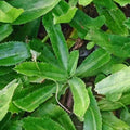 Culantro Seeds - Over 400 Non-GMO Heirloom Herb Seeds - Coriandrum sativum - Ngo Gai for Culinary Gardens