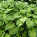 Guacamole Hosta Plant 4-Inch Pot, Variegated Shade Green Foliage, Hosta 'Guacamole' for Garden, Shade Tolerant, Low Maintenance