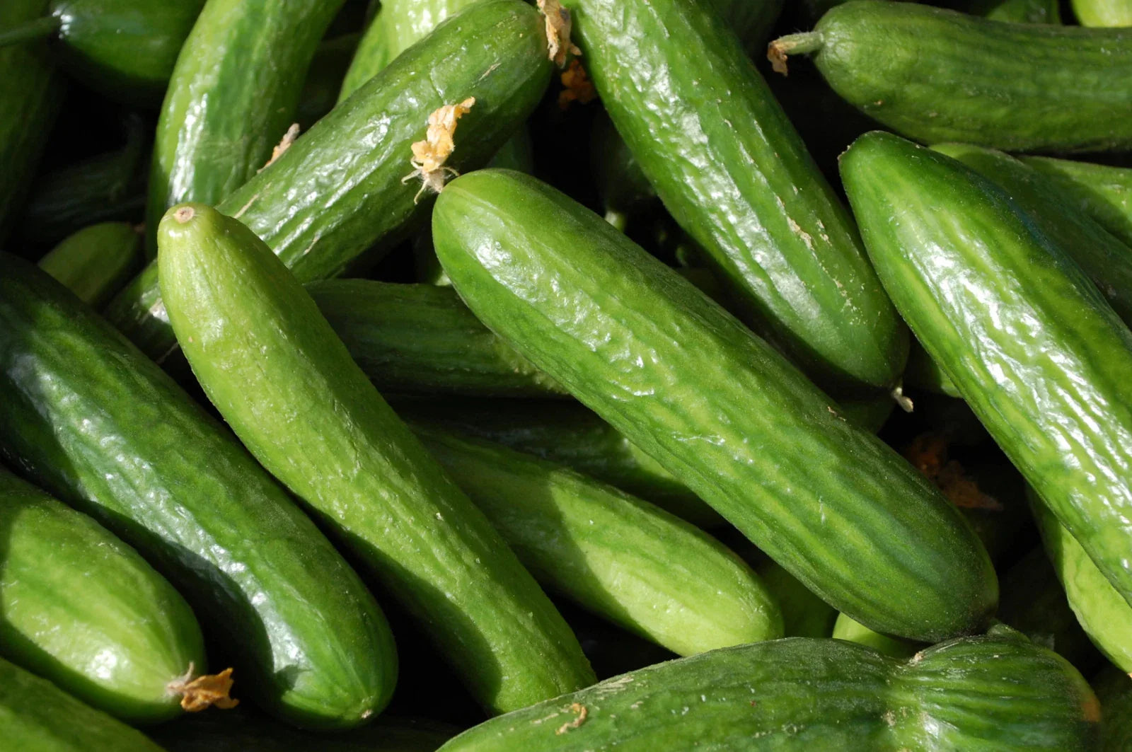 Organic Heirloom Muncher Cucumber Seeds - Non-GMO, Fresh, for Home Gardens - Cucumis sativus