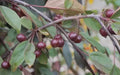 Royal Beauty Crabapple Seeds – Malus 'Royal Beauty' for Garden Planting, Ornamental Tree, Pink Flowers, Red Berries, Free Shipping