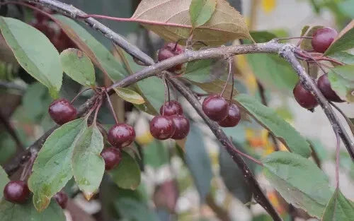 Royal Beauty Crabapple Seeds – Malus 'Royal Beauty' for Garden Planting, Ornamental Tree, Pink Flowers, Red Berries, Free Shipping