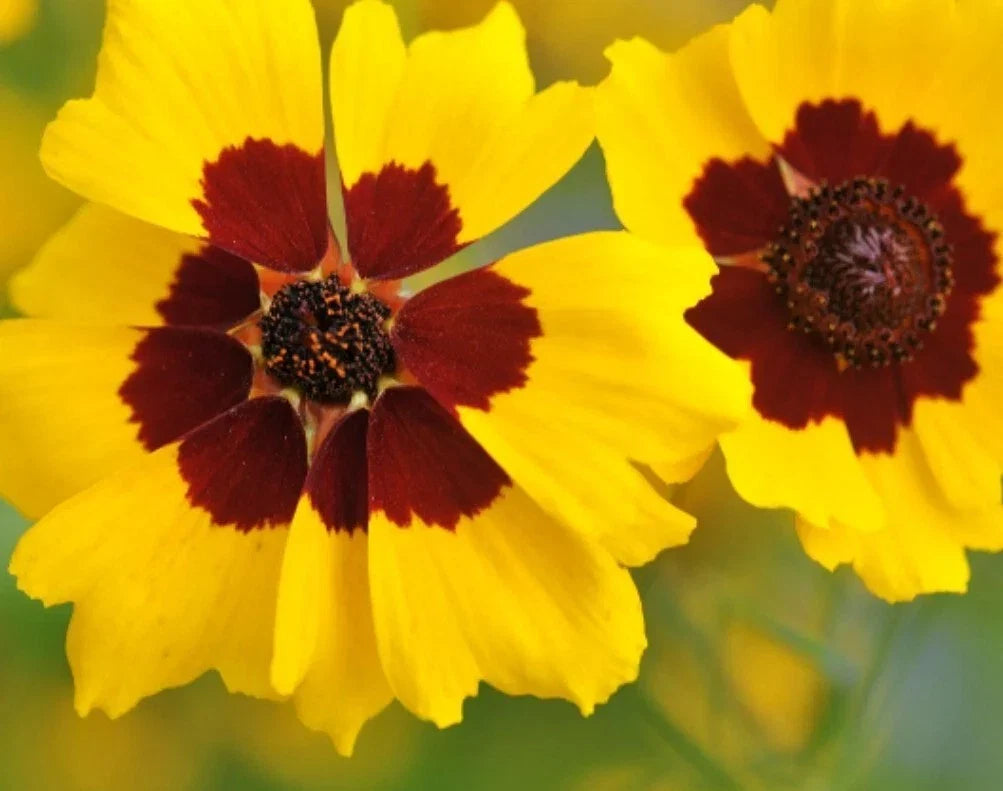 Calliopsis Seeds - 100+ Organic Lanceleaf Tickseed (Coreopsis plains) - Non-GMO, USA Grown, Wildflower, Pollinator Attracting Seeds