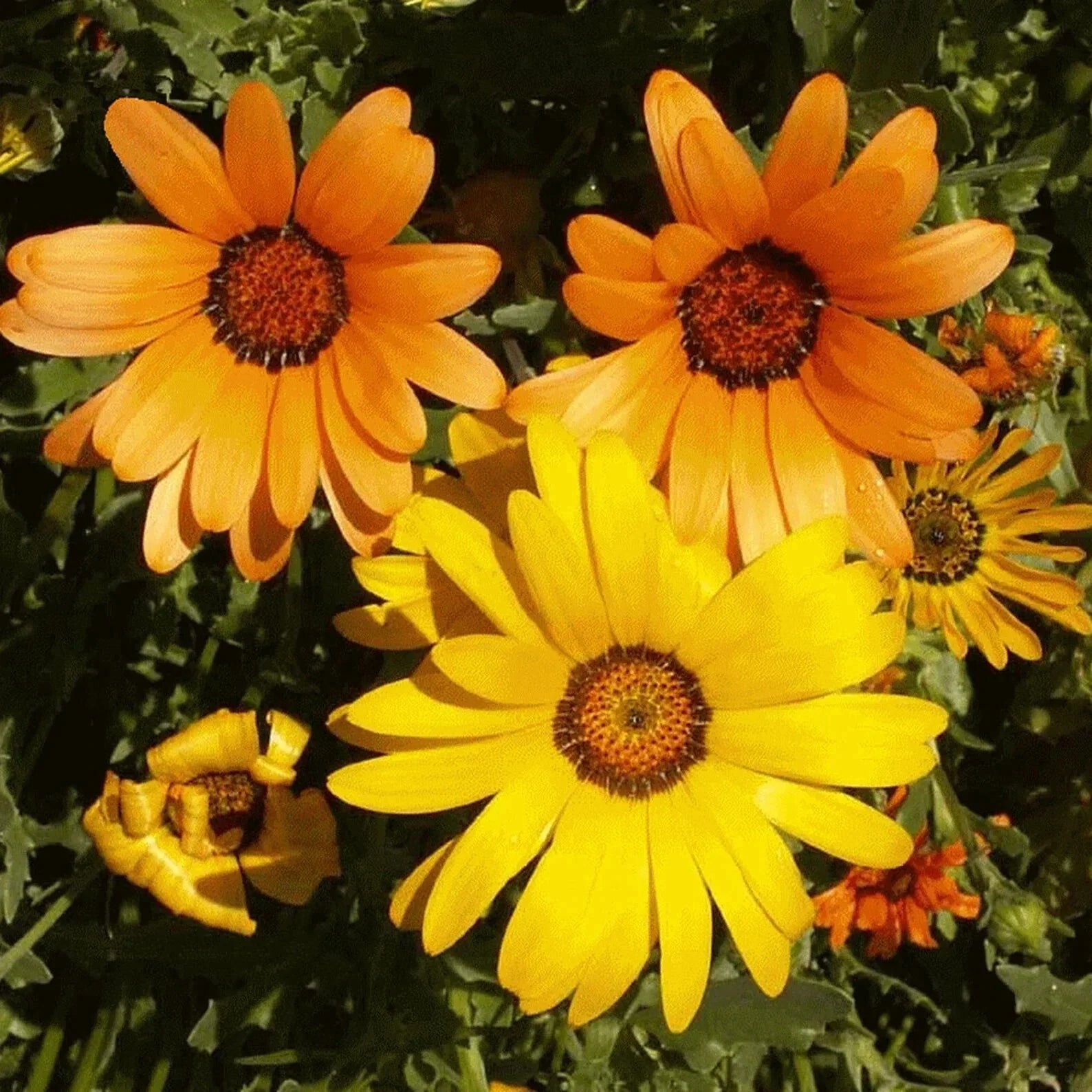 African Daisy Flower Seeds 50pcs - Cape Marigold, Yellow & Orange - Arctotis stoechadifolia, Garden, Border, Container