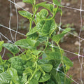 Green Malabar Spinach Seeds - Non-GMO Basella ruba - Heirloom Leafy Green Seeds for Gardening