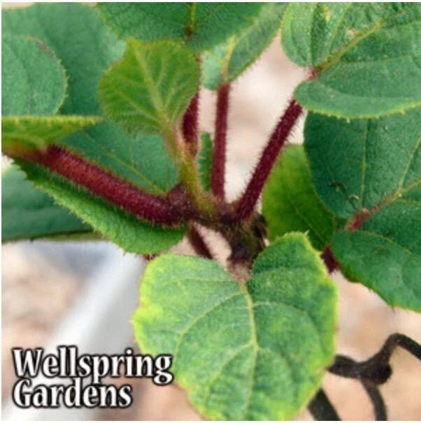Tomuri Male Kiwi Plant in 3-Inch Pot, Actinidia chinensis, Pollination, Fruit Production, Climbing Vine, Live Plant