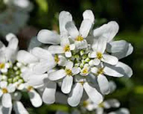 Candytuft Seeds 1000 Count Tall Mix Pink Lavender White Flowers Iberis umbellata Garden Flower Seeds