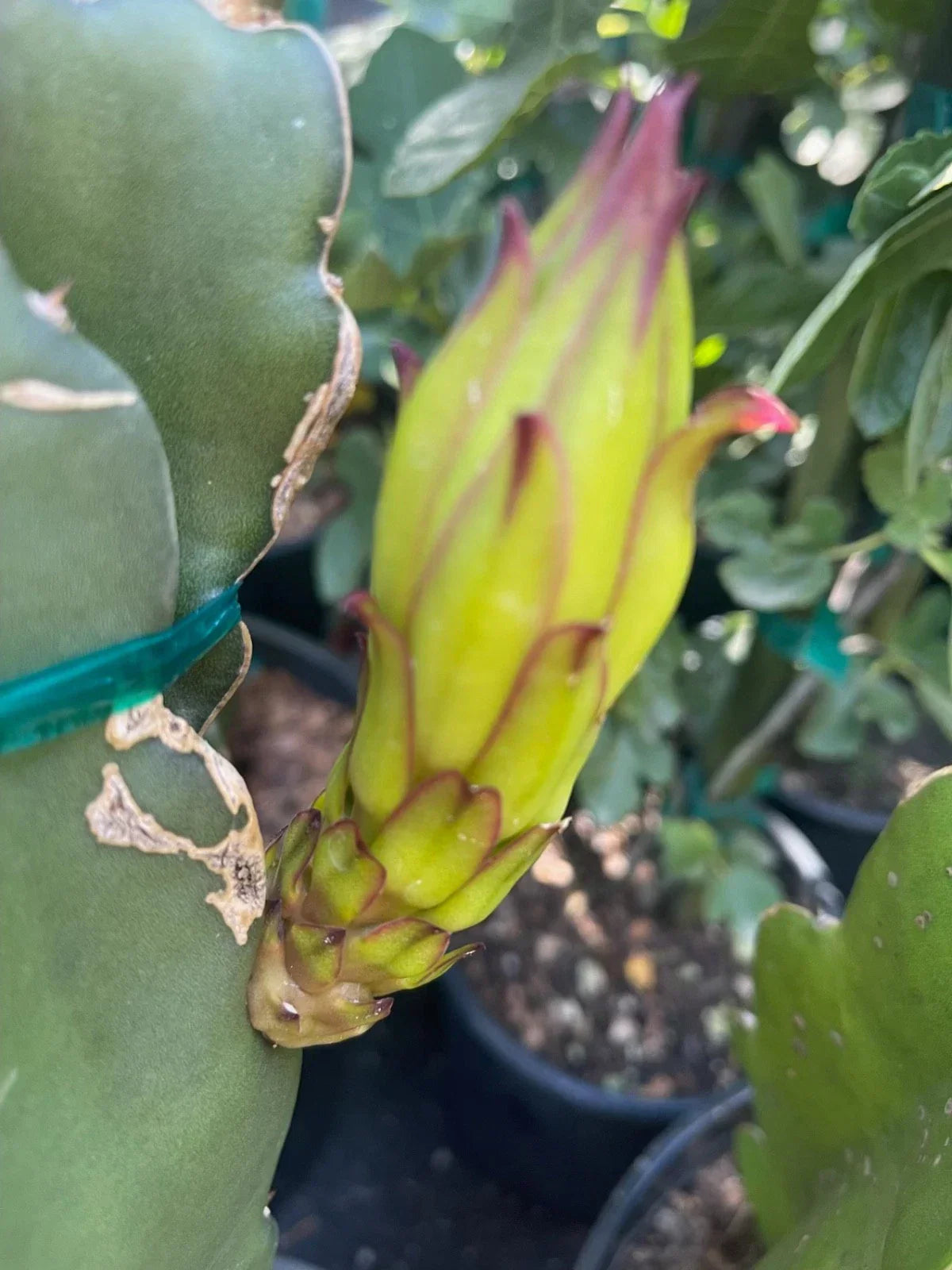 Colombian Yellow Dragon Fruit Cuttings 8 Pack – True Pitahaya Hylocereus megalanthus