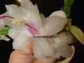 Schlumbergera Starter Plant - Salvador Brazil Variety - Christmas Cactus - Indoor Houseplant - Easy Care Succulent