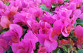 Bougainvillea Starter Plug Plant - LA JOLLA Variety - Bare Root Tropical Flowering Bougainvillea glabra