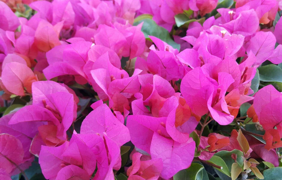 Bougainvillea Starter Plug Plant - LA JOLLA Variety - Bare Root Tropical Flowering Bougainvillea glabra