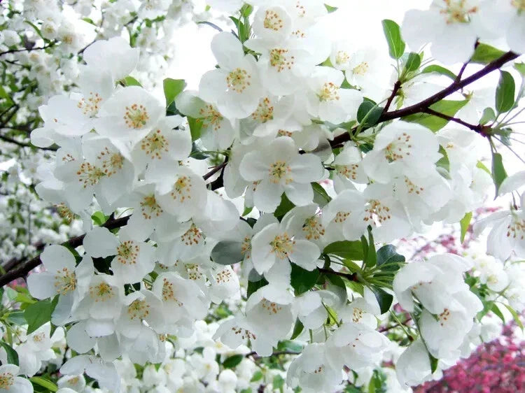 Snowdrift Crabapple Seeds - 25 Heirloom Malus 'Snowdrift' for Garden Planting, Landscaping, Pollinator Attracting