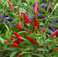 Bird’s Eye Chili Pepper Seeds - Non-GMO Siling Labuyo Hot Pepper Seeds for Gardening, Culinary Use, Spicy Peppers, 50+ Seeds
