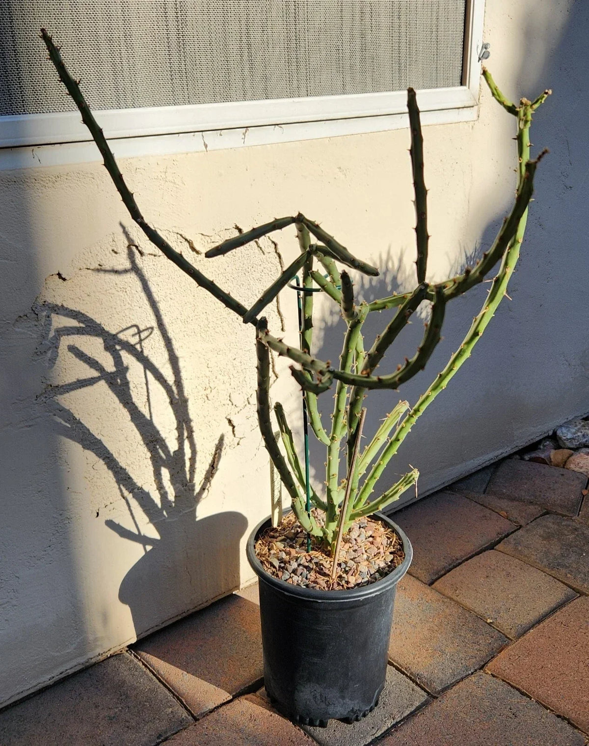 Cylindropuntia Arbuscula Arizona Pencil Cholla Live Cactus Cutting for Garden