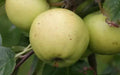 Bulmer's Norman Apple Seeds - Pack of 25+ Malus domestica for Home Garden Planting, USA Grown, Deciduous Fruit Tree