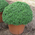 Dwarf Greek Basil Seeds - 50 Count Packet - Compact Herb for Container Gardening - Ocimum basilicum 'Greek Dwarf'