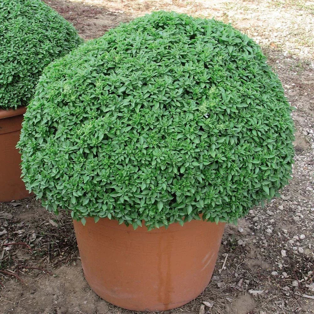 Dwarf Greek Basil Seeds - 50 Count Packet - Compact Herb for Container Gardening - Ocimum basilicum 'Greek Dwarf'