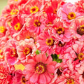 Salmon Queen Zinnia Seeds - 100+ Premium Zinnia elegans Flower Seeds for Garden, Borders, Containers