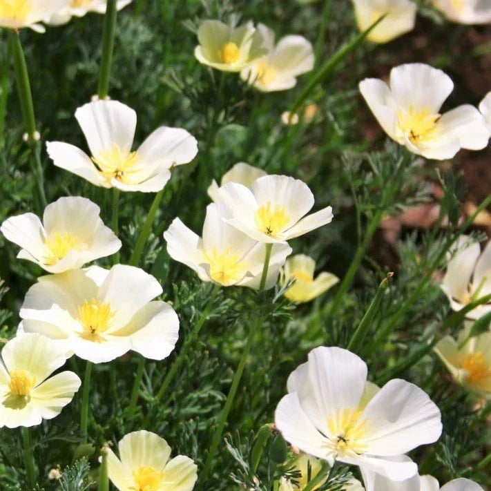 White Linen Poppy Seeds – Ivory and Orange Flowers, Papaver somniferum, Garden, Meadow, Cutting Garden Seeds