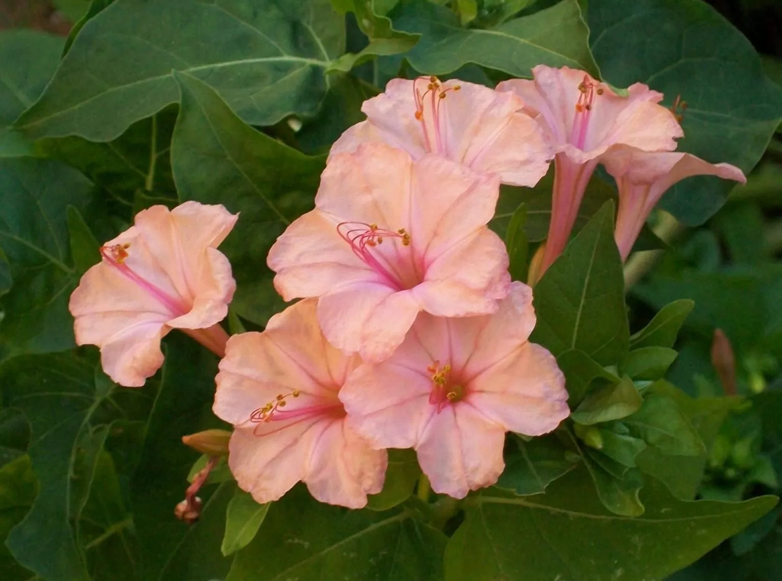 Salmon Four O'clock Flower Seeds, Perennial Mirabilis jalapa, Vibrant Blooming Plants, Easy to Grow, Pollinator Attractant, 25 Seeds