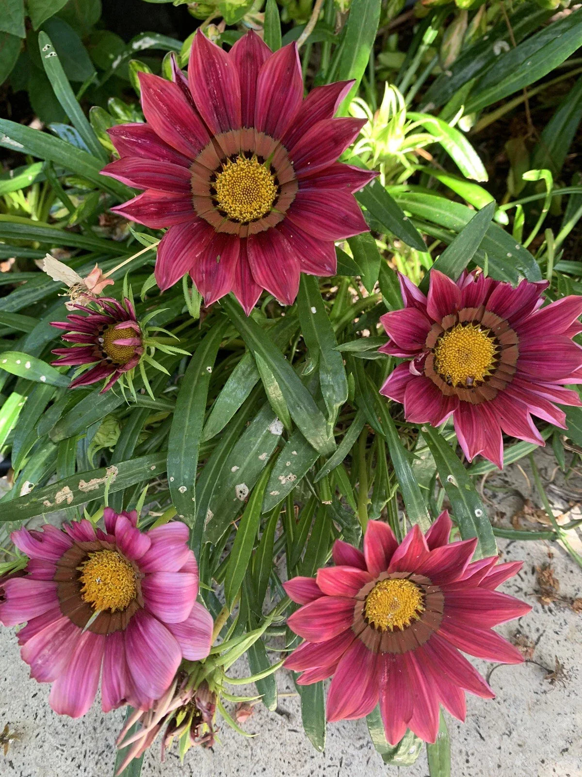 Gazania Rigens Pink Plant in 4 Inch Pot, Vibrant Pink Flowers, Drought-Tolerant, Full Sun, Low Maintenance
