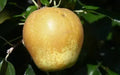 Hudson's Golden Gem Apple Seeds – 25+ Non-GMO Malus domestica for Home Garden, Orchard, Fresh Eating, Baking, USA Shipping