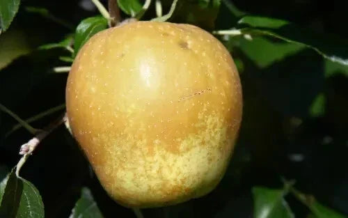 Hudson's Golden Gem Apple Seeds – 25+ Non-GMO Malus domestica for Home Garden, Orchard, Fresh Eating, Baking, USA Shipping