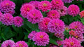 Uproar Rose Zinnia Seeds - 100+ Pack, Annual Flower, Vibrant Rose Color, Zinnia elegans, Easy to Grow, Butterfly Attracting, USA Grown