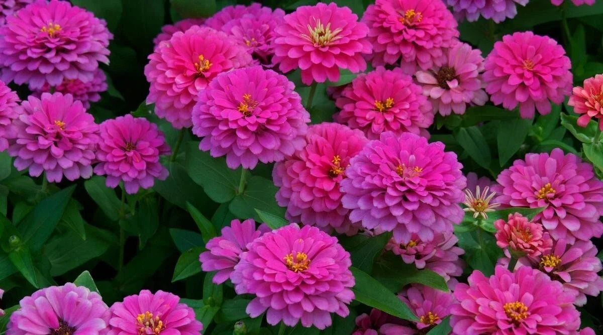 Uproar Rose Zinnia Seeds - 100+ Pack, Annual Flower, Vibrant Rose Color, Zinnia elegans, Easy to Grow, Butterfly Attracting, USA Grown