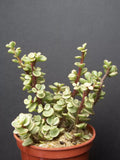 Variegated Elephant Bush Mini Jade Tree Bonsai 4" Succulent Portulacaria Afra Indoor Plant