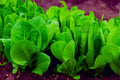 Spinach Seeds for Planting - 200+ Space Hybrid, Organic, Non-GMO, High Yield, Fast Growing, Cool Weather, Spinacia oleracea