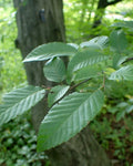 American Hornbeam Seeds 20 Count | Carpinus caroliniana Native Tree Seeds for Landscaping & Wildlife Habitats