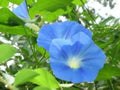 Morning Glory Vine Seeds - Ipomoea Tricolor Heavenly Blue, Climbing Annual Flower Seeds, Garden Trellis, Fence, Arbor