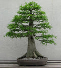 Dawn Redwood Seeds - 50+ Pack, Metasequoia glyptostroboides, Rare Tree Seeds for Gardening & Landscaping