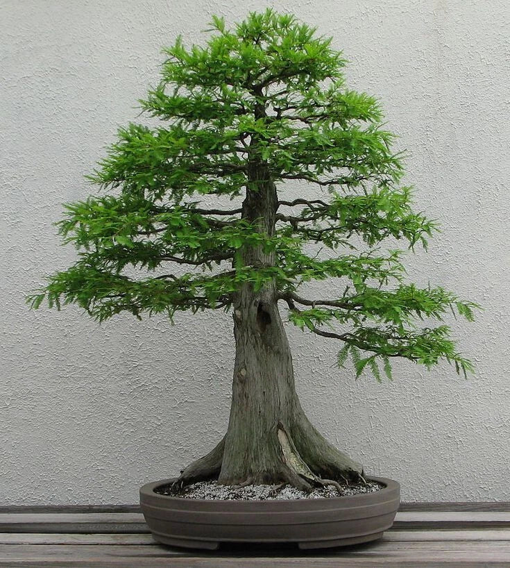 Dawn Redwood Seeds - 50+ Pack, Metasequoia glyptostroboides, Rare Tree Seeds for Gardening & Landscaping