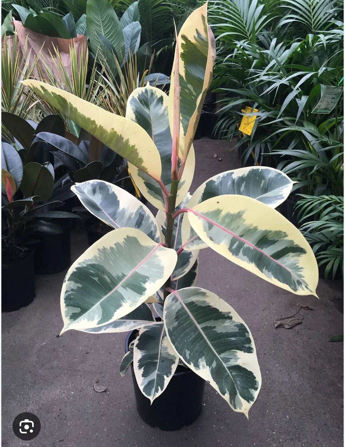 Tineke Rubber Tree Plant - Small Rooted Starter - Variegated Ficus elastica