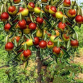Jujube Fruit Tree Seeds - Red Chinese Date, Superfruit, Hardy Ziziphus jujuba, Edible Landscaping, Drought-Resistant, Pack of 10
