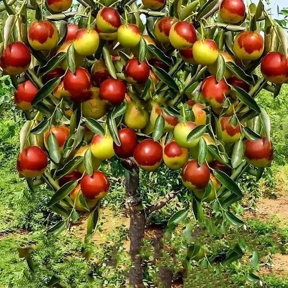 Jujube Fruit Tree Seeds - Red Chinese Date, Superfruit, Hardy Ziziphus jujuba, Edible Landscaping, Drought-Resistant, Pack of 10