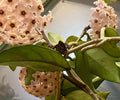 Live Rooted Hoya Plant - Sweet Fragrant Flowers - Vining Indoor Plant - Hoya spp.