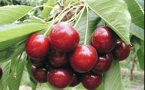 Mazzard Cherry Tree Seeds - 24 Pack, Light Pink Flowers, Edible Sweet Cherries, Prunus avium, Ornamental & Fruit Tree Seeds