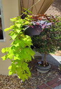 Sweet Potato Cuttings 5 Pack, Chartreuse Foliage, Rooted Ipomoea batatas for Pots & Gardens